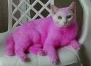 kočka-fialová
