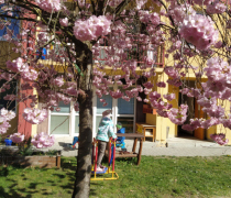 sakura-11