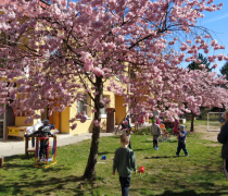 sakura-14