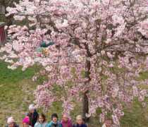 sakura-18
