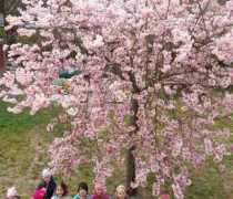 sakura-19