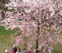 sakura-20