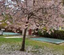 sakura-22