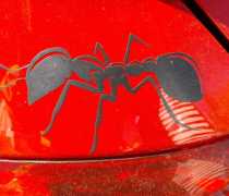 IMG-20260504-WA0040
